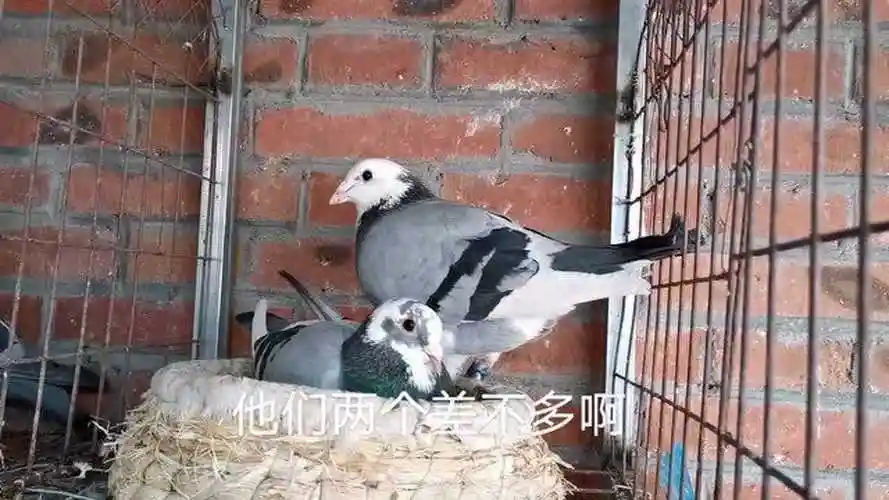 瓦灰白条信鸽这次终于碰到一只合适的母鸽子,到家就没让我失望