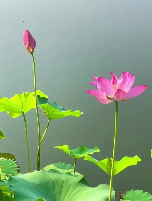 720_952竖版 竖屏