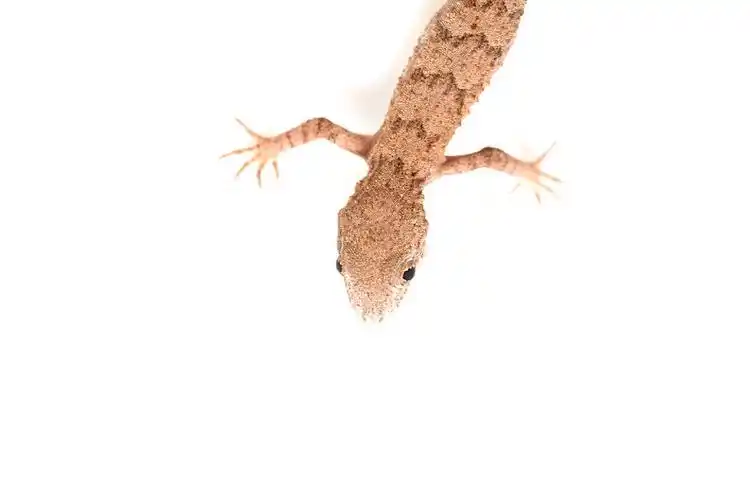 蜥蜴_白色背景_背景_高清图片_全景视觉