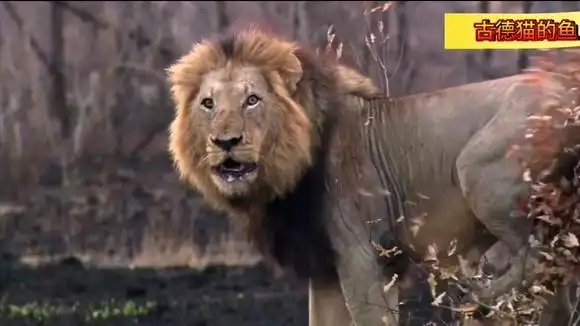 坏男孩雄狮联盟老大马库鲁,独自巡视领地,霸气十足!