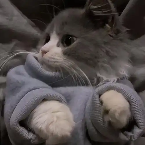 可爱猫咪头像 | 对你何止一句喜欢