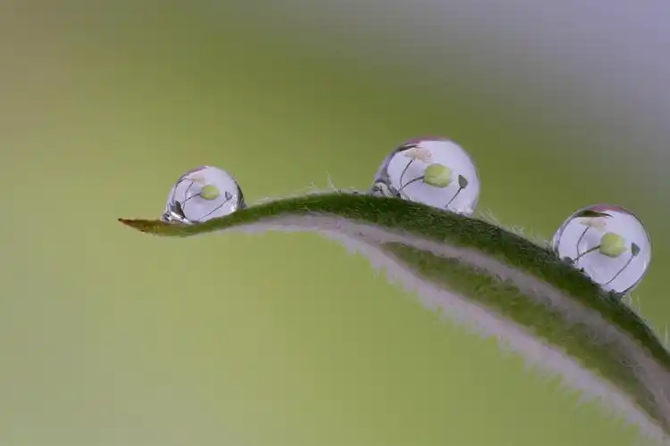 小水滴中的荷花 五
