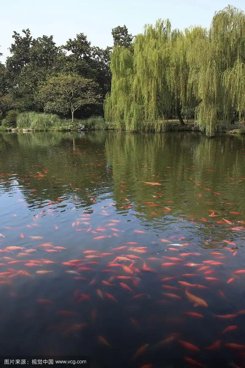 杭州西湖花港观鱼