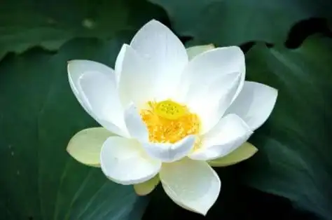 白莲花什么意思 形容一个人是白莲花什么意思 - 许许生活网