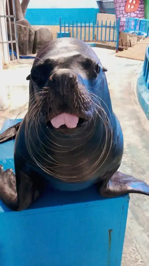 我们小海狮的最萌表情包,有没有萌到你们呢