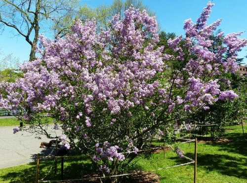 丁香几月开主要分布在哪些地方,什么品种的丁香花最香