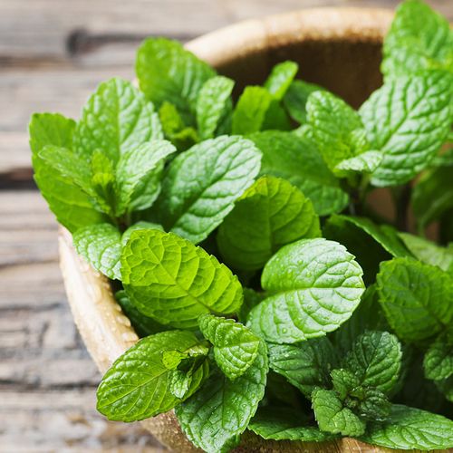 多品种可选薄荷盆栽mentha香草植物家庭园艺 阳台种植 可食用