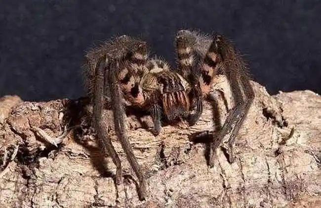 世界十大恐怖动物排行榜(2)