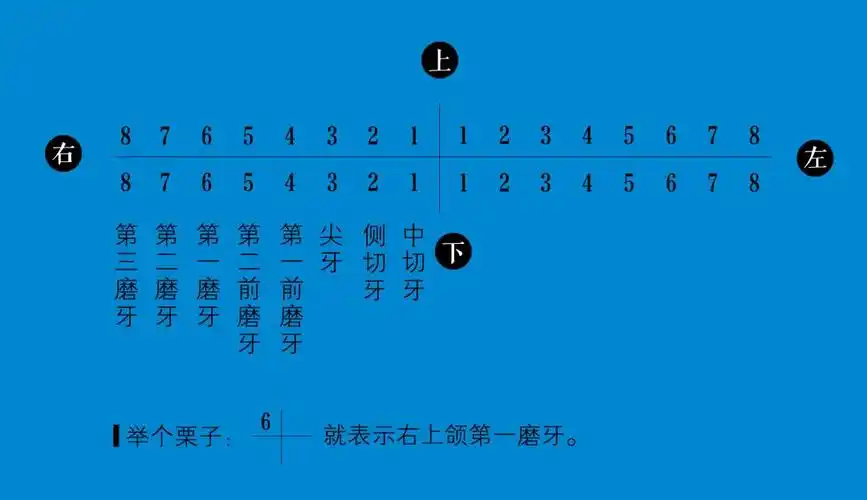 采用该法记录牙位时,首先要将牙弓进行分区,以" "符号将上下牙弓分为