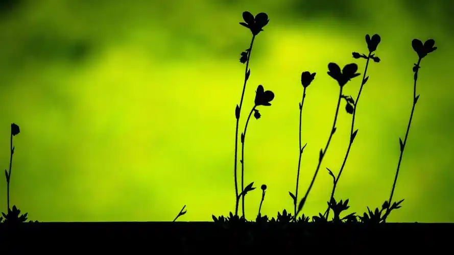 于2020-06-16上传元气壁纸平台,护眼壁纸【259】壁纸是一款电脑壁纸