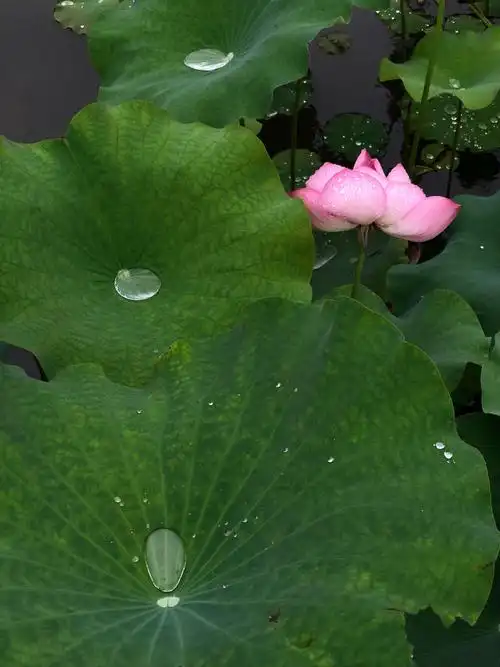 水珠与荷花,杭州