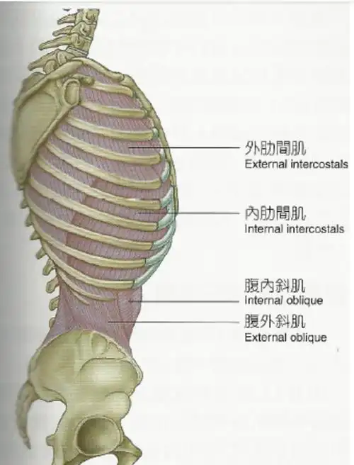 肋骨上的肋间肌将肋骨扩大使得胸廓整体加大,让空气进入肺部