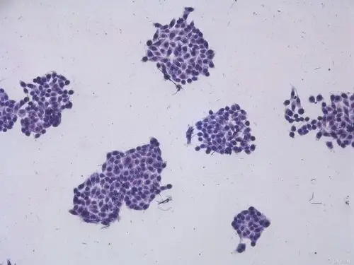 丰富的哺乳动物细胞培养经验●   规范化的细胞,分子生物学检测痰系