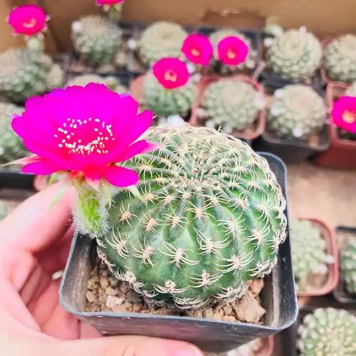 多肉植物仙人球阳春丸 开花多肉盆栽吸甲醛仙人掌类自根多肉批发