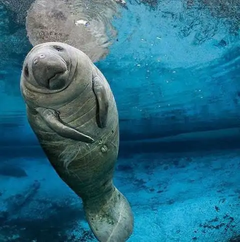 海牛(动物)_技点百科