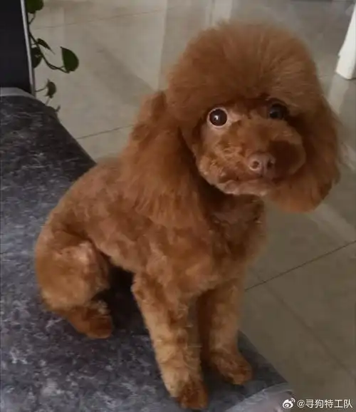 哈尔滨寻狗#【已找回】7岁棕色泰迪妹妹,名叫悠悠.