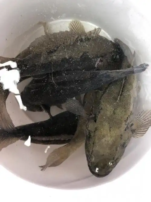 鲜活笋壳鱼沙塘鳢700g750g现杀冰冻活寄不包售后0811