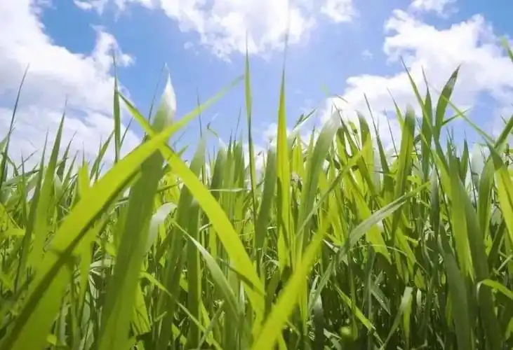 尖毛草,是非洲大地上生长得最高的毛草之一,有"草地之王"的美称.