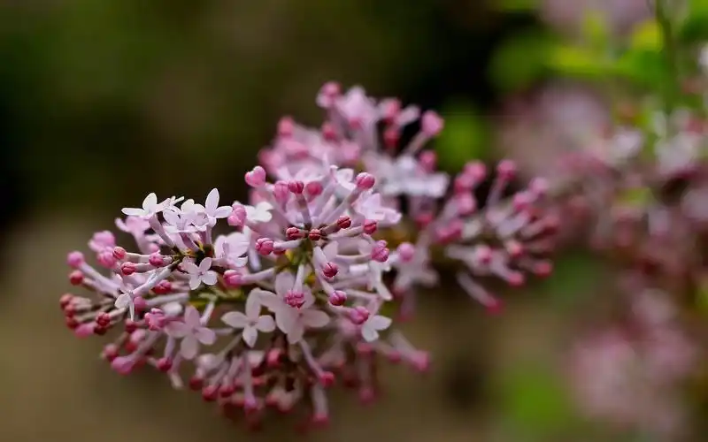 丁香花图片高清电脑桌面壁纸
