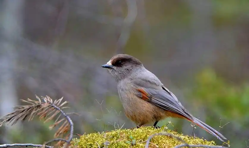 [020]世界上最珍稀的鸟类大观__北噪鸦 原创汇编