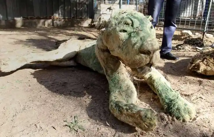 战火摧残下,这座最世界悲惨的动物园也变成动物们最后的地狱