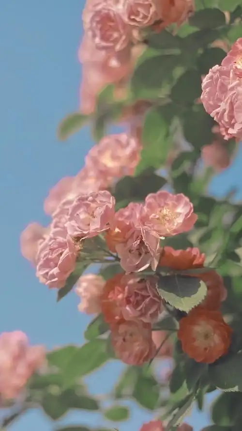 有没有好看的鲜花全面屏无水印壁纸?