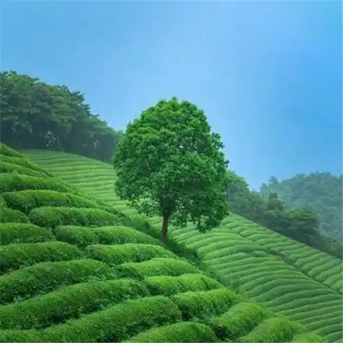 唯美小清新风景头像66张_风景头像_头像屋