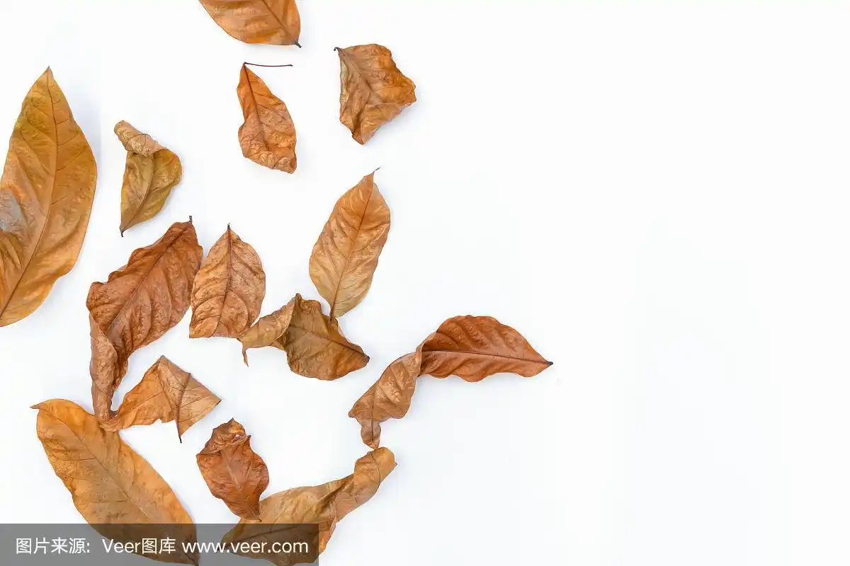 白色背景上的褐色枯叶的秋天.