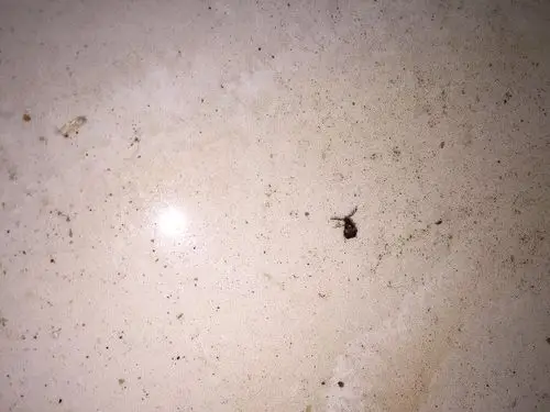 这什么虫子水里全是这虫子,还有可能是从红豆里生的.每次回来都是这