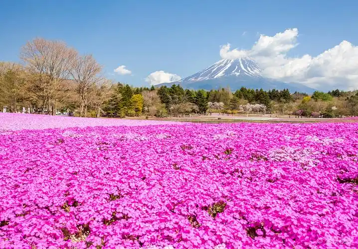 山_富士山_风景_粉色_苔藓_地点_春天_图片大全—全景创意图库