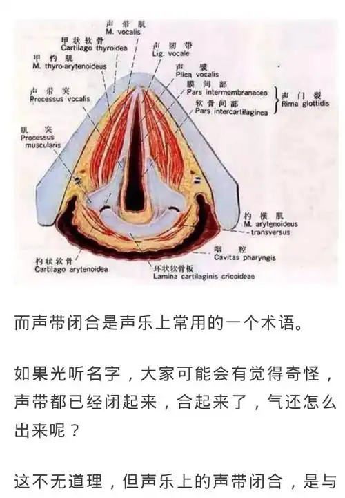 唱歌时声带是打开还是闭合?