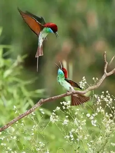 仿佛进入了人间仙境带着香气的微风拂过充满了诗情画意鸟语花香的世界