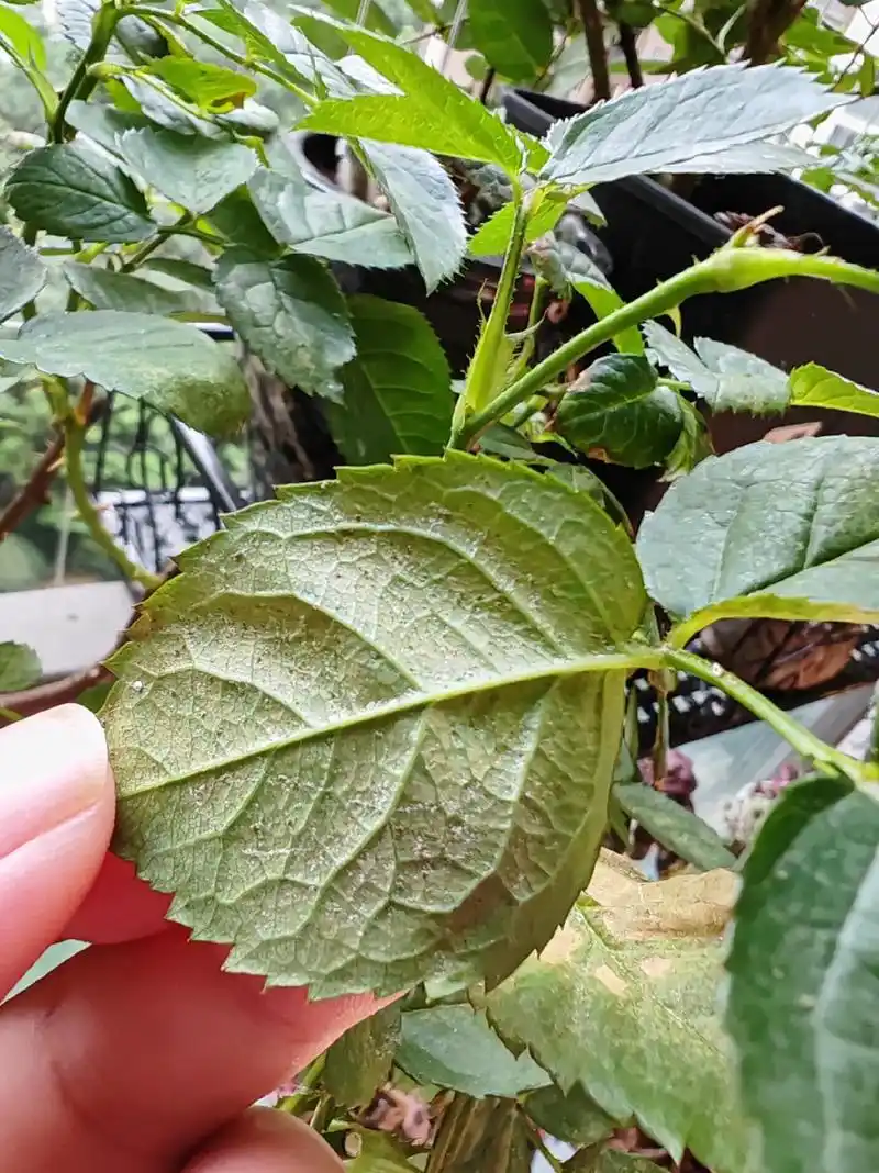 红蜘蛛的处理.阳台月季红蜘蛛多发,我这颗流星王棒棒糖,今年已 - 抖音