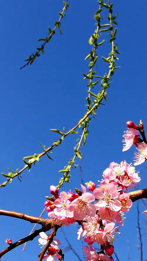 雨露滋润大地,美丽带给人间,大自然的馈赠一一春天的花
