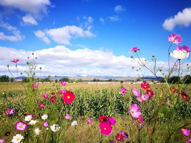 草原盛开的格桑花