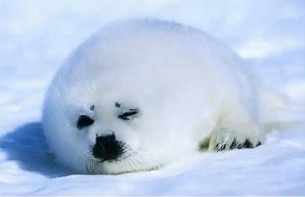 世界十大最可爱的动物萌化你的心个个都是小可爱