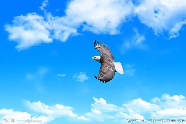 飞鹰翱翔图片