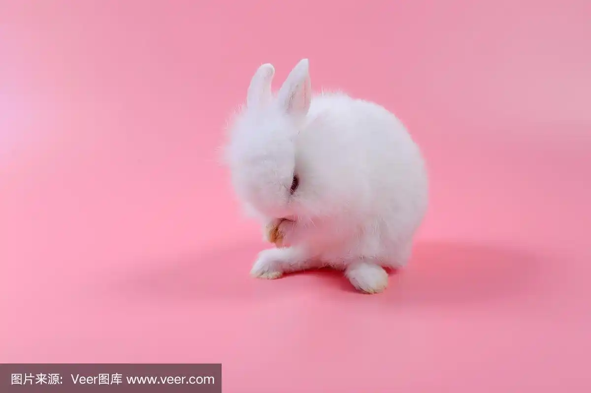 兔子,婴儿,白色,粉色背景,可爱的