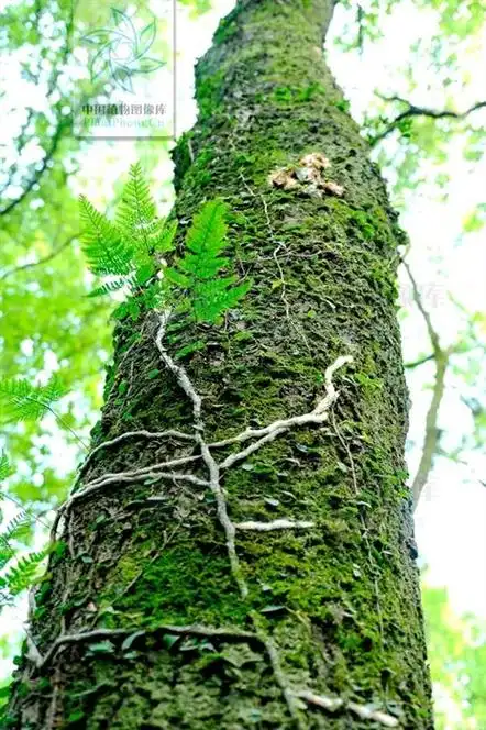 白毛蛇祛风除,湿用于风湿性关节炎,腰腿痛,腰肌劳损