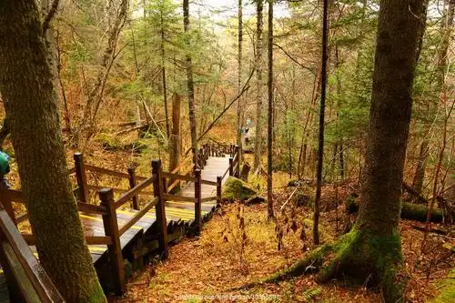 长白山地下森林