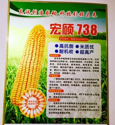 宏硕738高产耐密高抗王牌品种横空出世