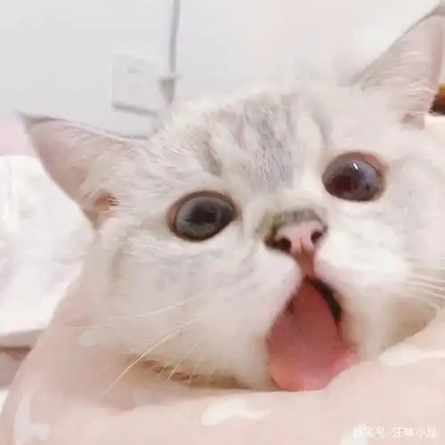 可以用来当表情包和头像的小猫咪,一起吸吸小奶猫吧!