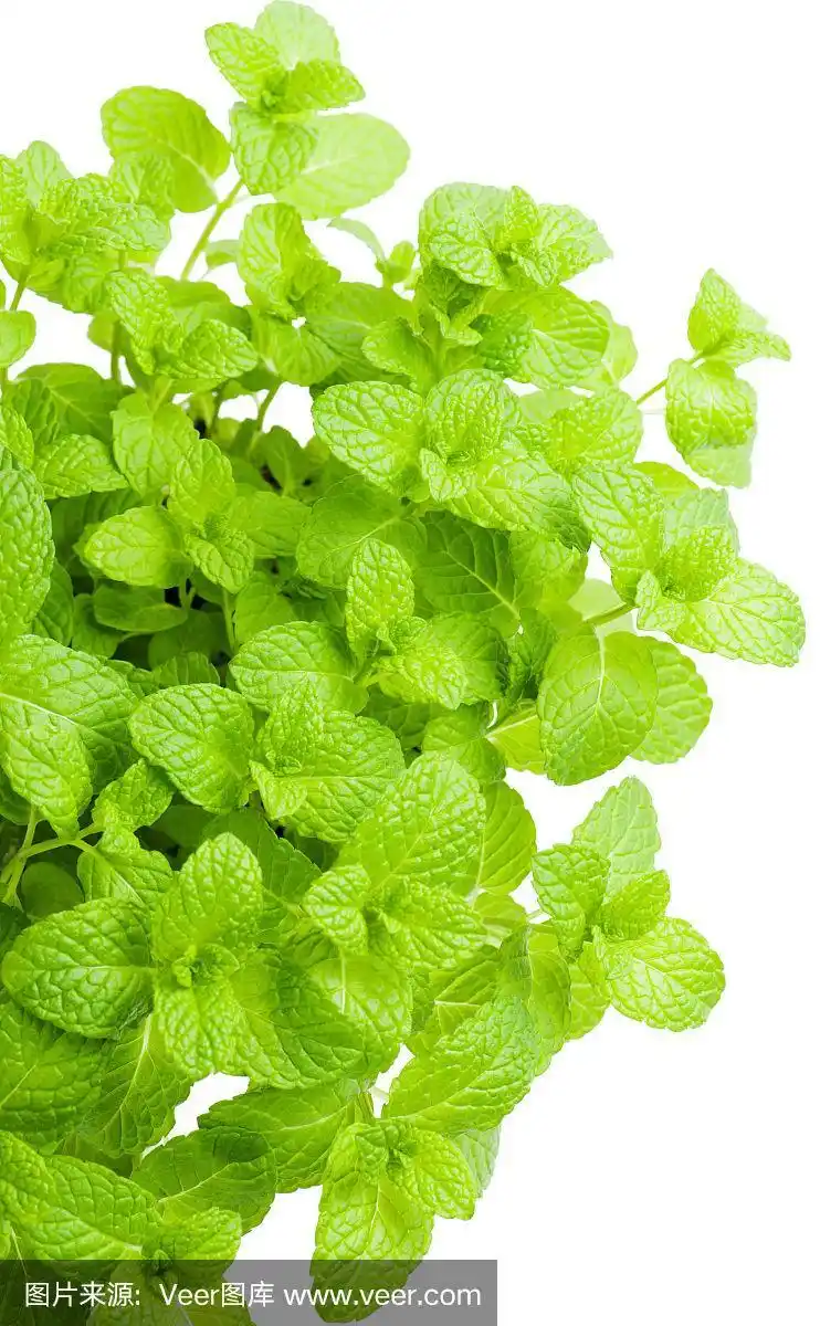 薄荷,薄荷叶,绿薄荷,白色背景,草本