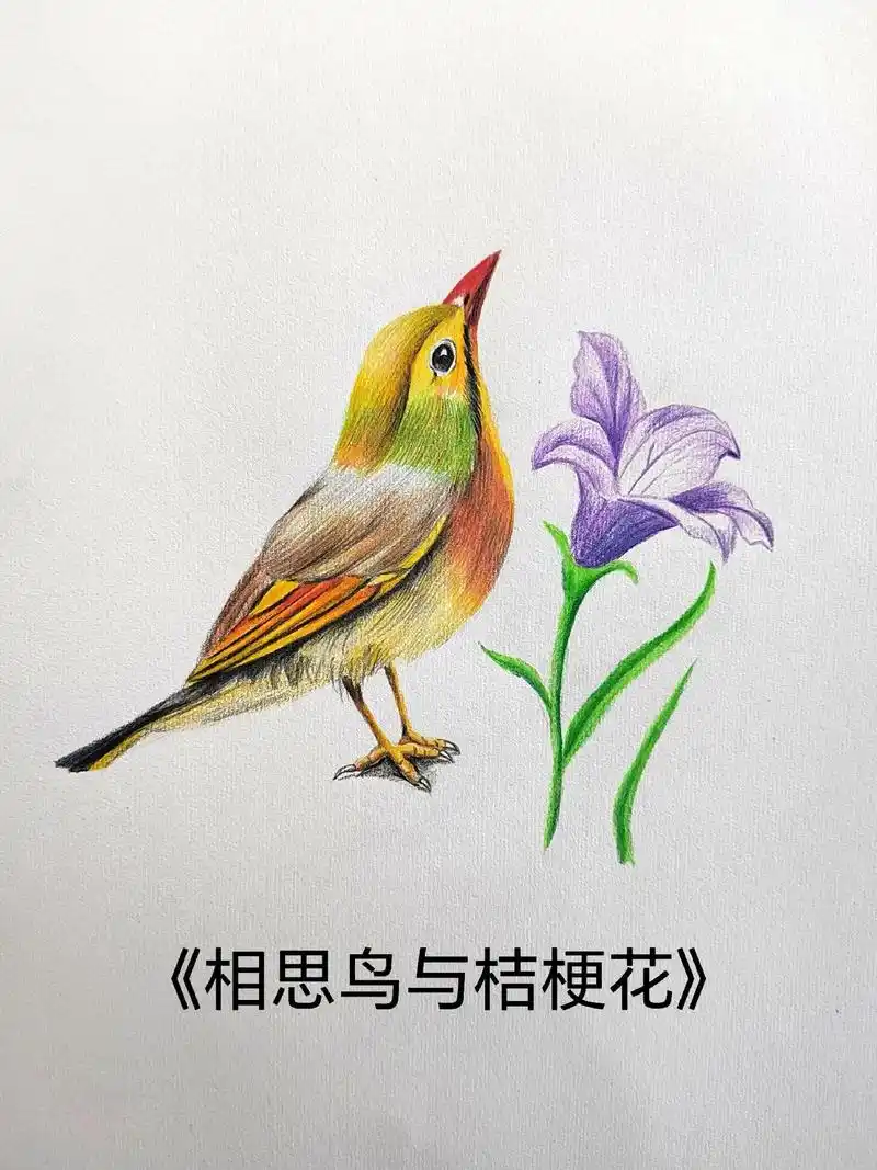 简单易学的彩铅花鸟《相思鸟与桔梗花》#彩铅 #零基础教学 # - 抖音