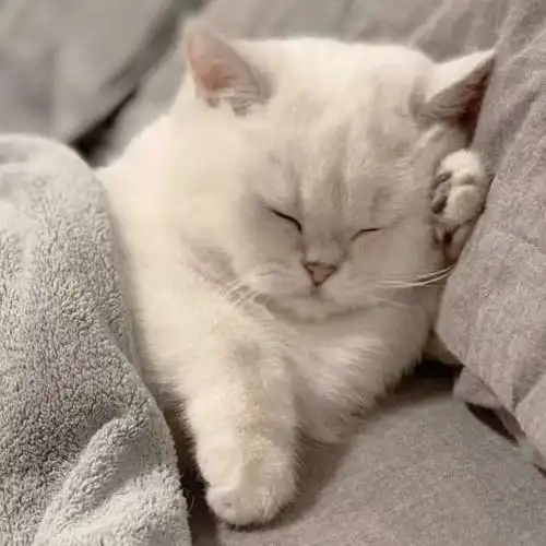 小猫咪头像呆萌图片大全可爱_动物头像_头像屋