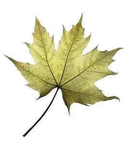 枫叶床单白色背景下的枫树叶子照片