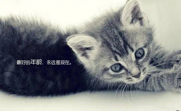 喵星人带字搞笑合辑图片