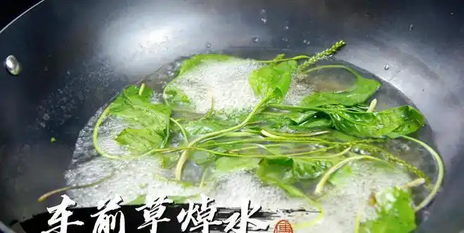 车前草加生姜作用厉害了教你不花1分钱的做法先收藏了