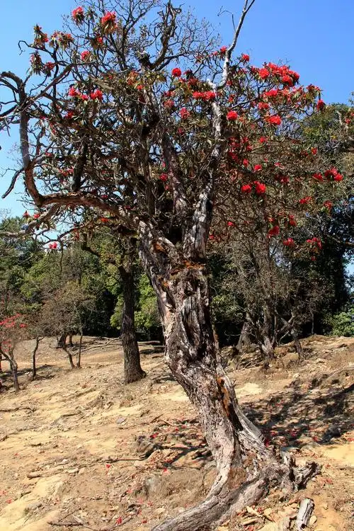 古老的杜鹃树不知活了多少年,尽显沧桑感.