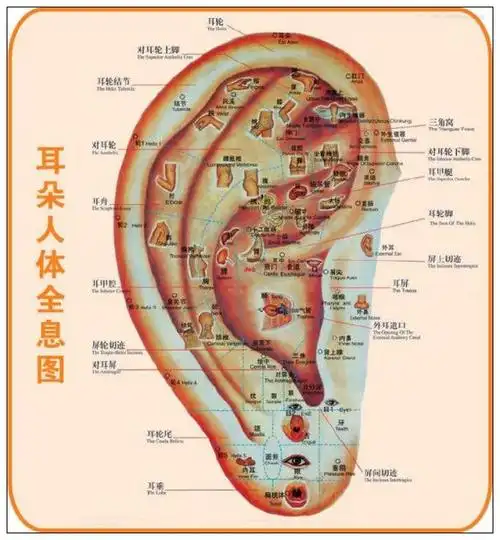 耳朵是人体的缩影,几乎所有脏器的变化都能从耳朵上表现出来,其中关系